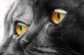 Нострадамус предсказва, че тези, които имат котка в къщи, ще…