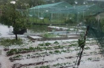 Буря и градушка с големината орех, народът плаче с глас: Унищожи всичко! Отива към