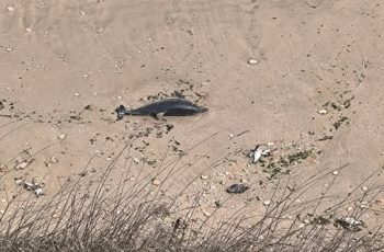 Тъжна находка край Балчик: Морето изхвърли три мъртви делфина на брега